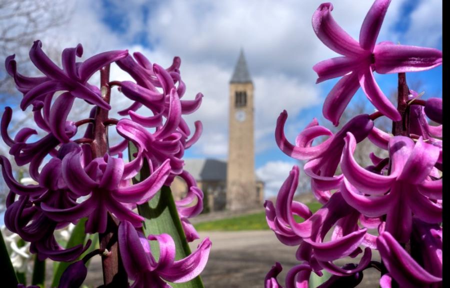 Fresh spring flowers frame McGraw Tower.