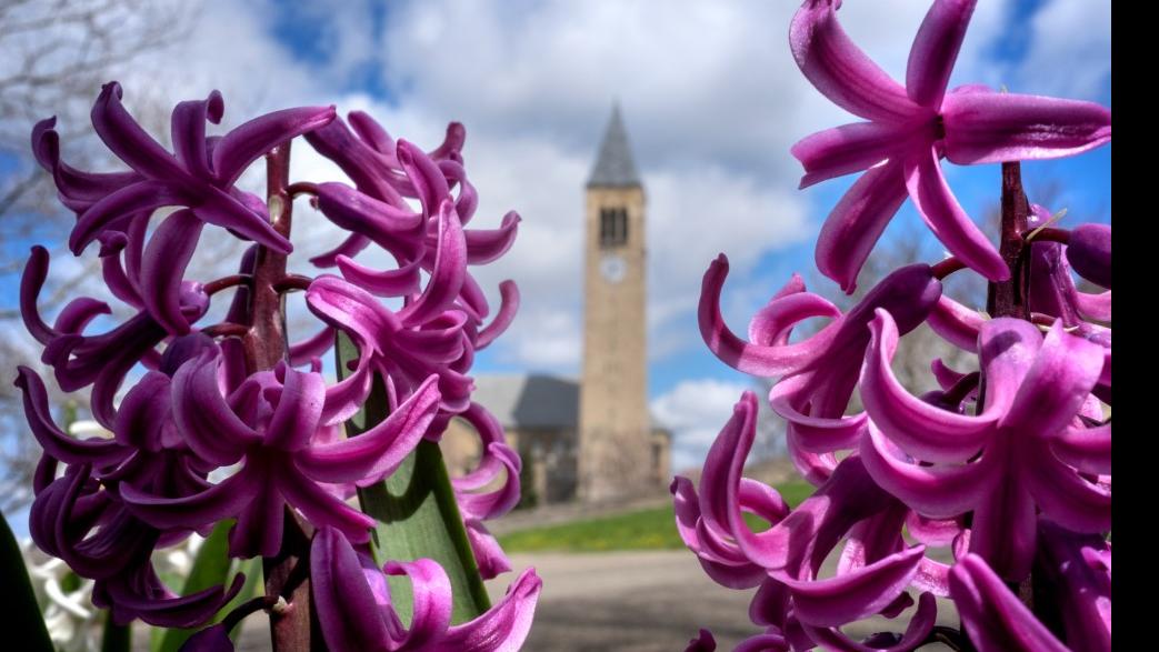 Fresh spring flowers frame McGraw Tower.
