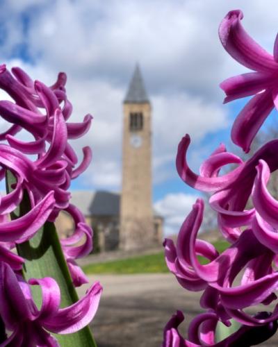 Fresh spring flowers frame McGraw Tower.